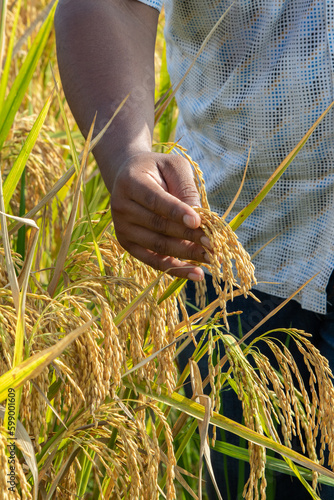 A gentle farmer holds the stalks of rice in the field, while delicately tracing the grains of rice with his hand.
