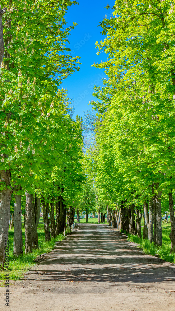 Fototapeta premium The world around, nature, plants, flowers.