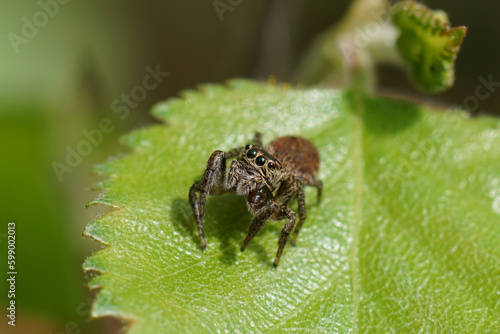 Closeup on a small cute brown jumping spider, Dendryphantes rudis