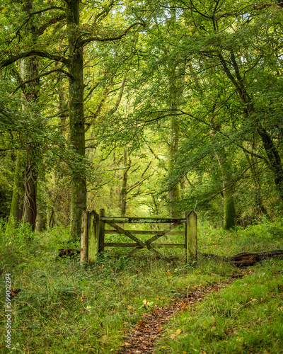 Gate in Sussex forest