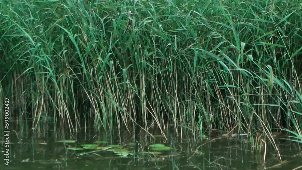 static medium shot of the reeds of the lake swaying gently in the wind, the water ripples static medium shot of the reeds of the lake swaying gently in the wind, the water ripples