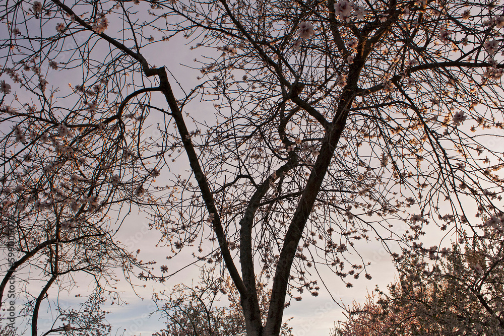 Nature blooming in spring season Nature blooming in spring season