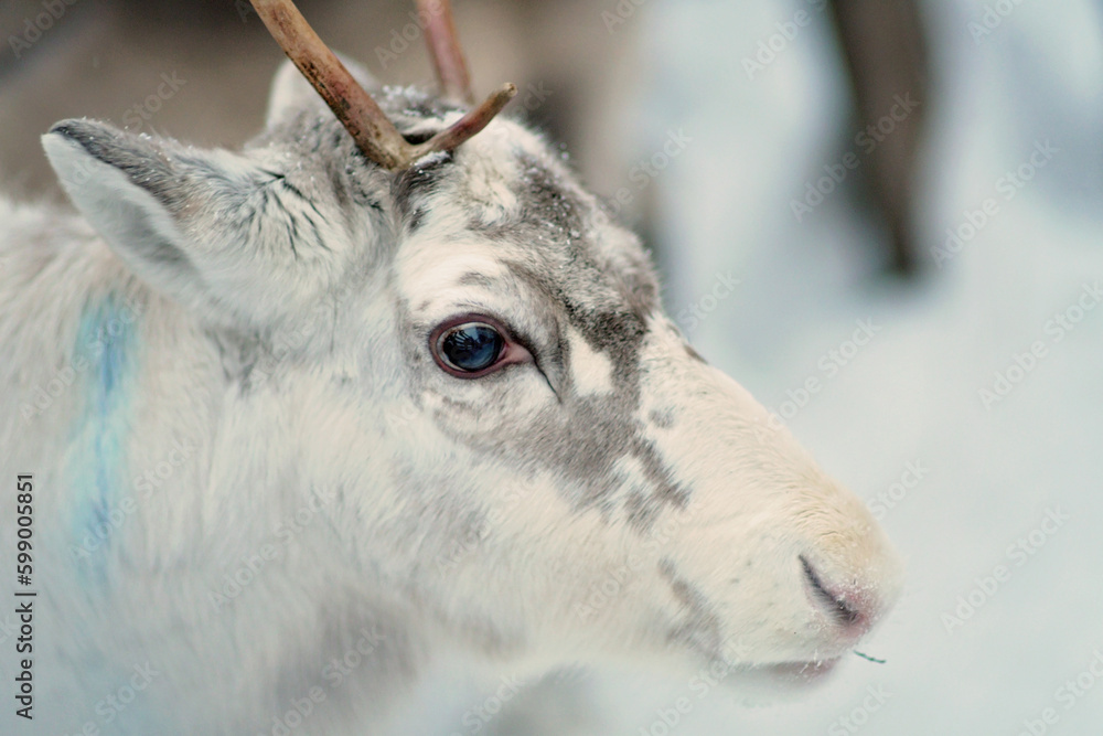 Portrait of one reindeer in Lapland, Finland. Domesticated reindeer in close-up. Reindeer in their snowy enclosure, pen or corral. White, grey and brown colored reindeer with antlers. Portrait of one reindeer in Lapland, Finland. Domesticated reindeer in close-up. Reindeer in their snowy enclosure, pen or corral. White, grey and brown colored reindeer with antlers.