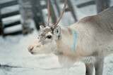 Portrait of one reindeer in Lapland, Finland. Domesticated reindeer in close-up. Reindeer in their snowy enclosure, pen or corral. White, grey and brown colored reindeer with antlers.