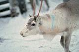 Portrait of one reindeer in Lapland, Finland. Domesticated reindeer in close-up. Reindeer in their snowy enclosure, pen or corral. White, grey and brown colored reindeer with antlers.