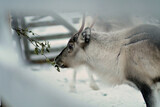 Portrait of one reindeer in Lapland, Finland. Domesticated reindeer in close-up. Reindeer in their snowy enclosure, pen or corral. White, grey and brown colored reindeer with antlers eating food.