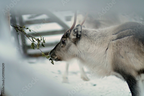 Portrait of one reindeer in Lapland, Finland. Domesticated reindeer in close-up. Reindeer in their snowy enclosure, pen or corral. White, grey and brown colored reindeer with antlers eating food.