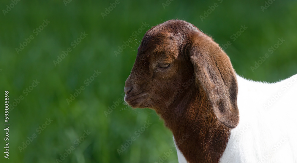 Boer Goat., Cute and Playful: Adorable Baby Boer Goat with Big Floppy