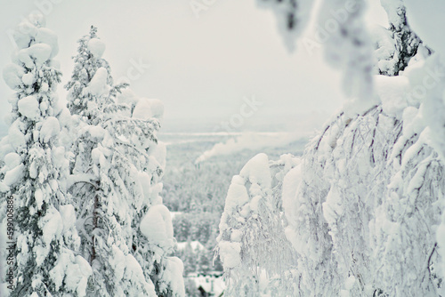 Wallpaper Mural Snow-covered trees in Lapland, Finland. Looking through the trees, large coniferous forest in the background. Snow-covered firs and spruces on the slopes in a ski resort during the winter. Torontodigital.ca
