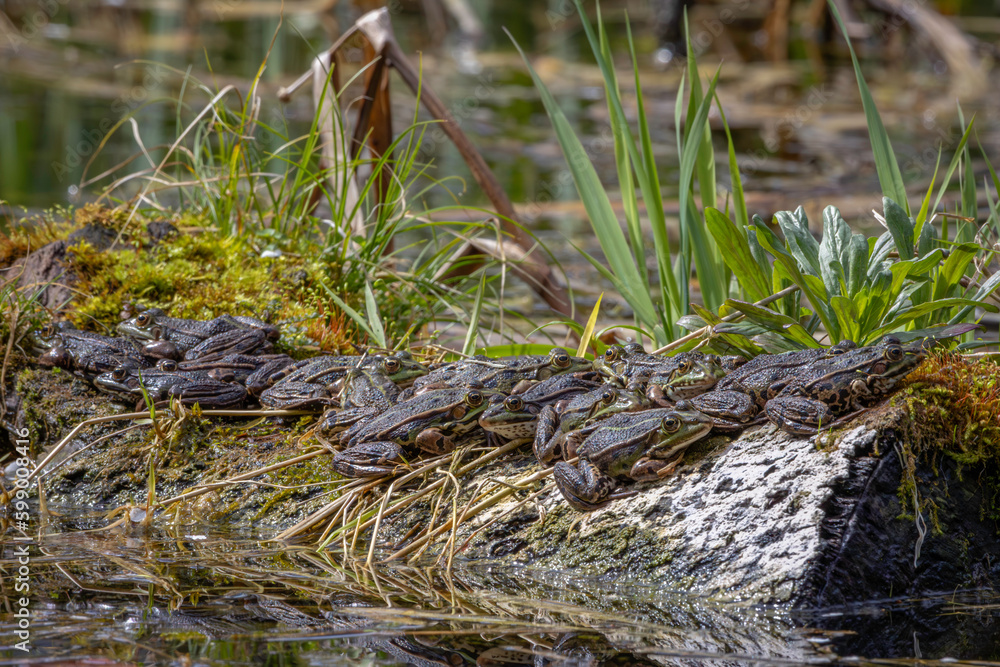 Some common frogs on a branch Some common frogs on a branch