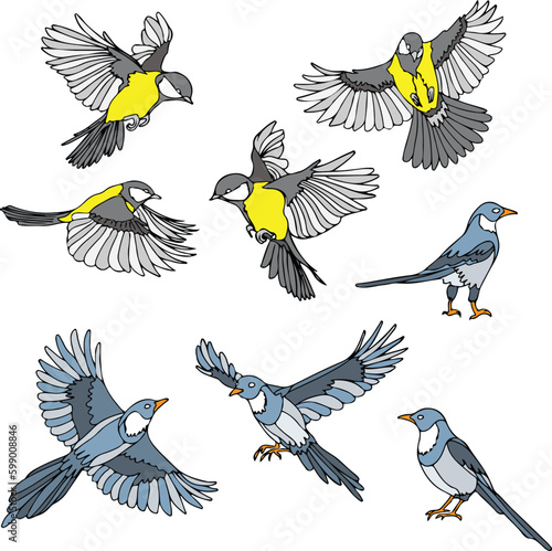 pack of colored birds collection vector illustration isolated in white background	