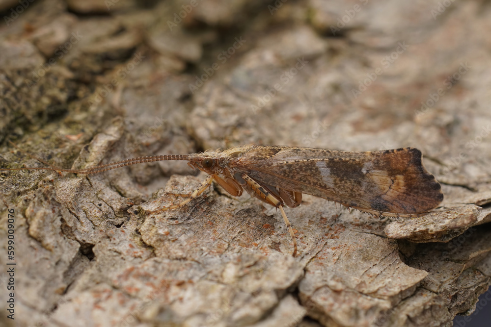 Close-up on a large brown colored European adult Caddis fly Glyphotaelius pellucidus