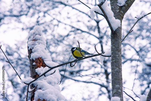 Bird sitting in a tree in a snowy landscape