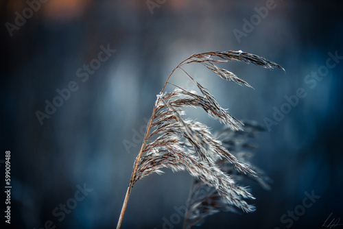 Frost on plant during the winter