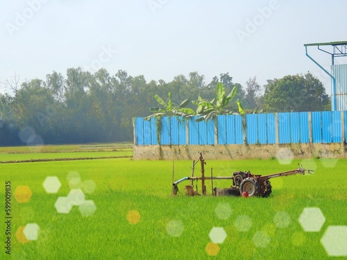 The tractor is in the green rice fields..
