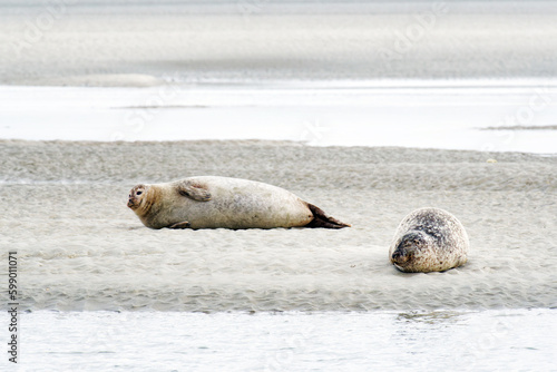 Seals of the Authie bay near Berck city