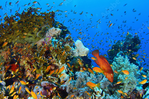 Fototapeta Naklejka Na Ścianę i Meble -  Arrecife de coral del Mar Rojoj