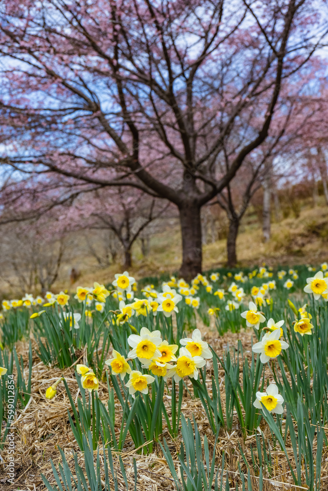 長湯温泉の大漁桜 長湯温泉の大漁桜