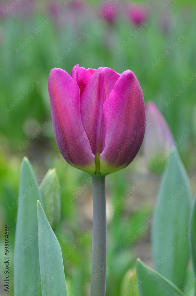 Naklejka premium Single flowering 'Purple Prince’ tulip with purple petals and a yellow base. Closeup photo outdoors. .Gardening , cultivation flowers, Mother's day, Birthday greeting concept. Free copy space.