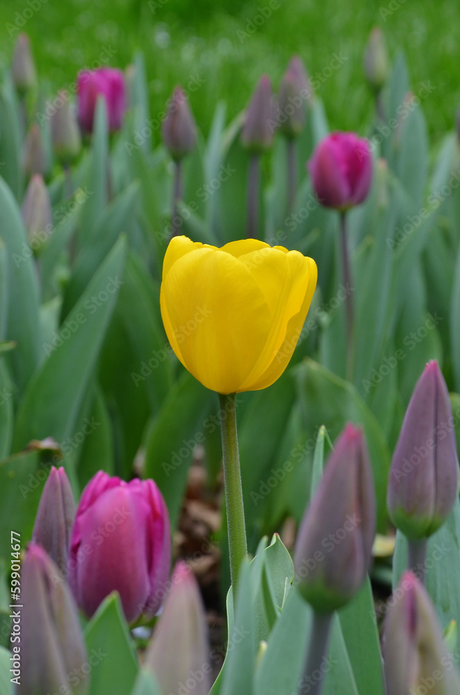 One yellow blooming tulip ‘Big Smile’ among magenta ones in buds .Outdoors photo. Gardening, Birthday ,Mother's Day spring greeting concept. Free copy space . One yellow blooming tulip ‘Big Smile’ among magenta ones in buds .Outdoors photo. Gardening, Birthday ,Mother's Day spring greeting concept. Free copy space .