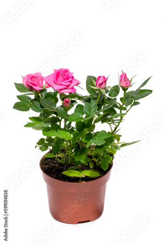 Indoor rose bush in a pot on a white background