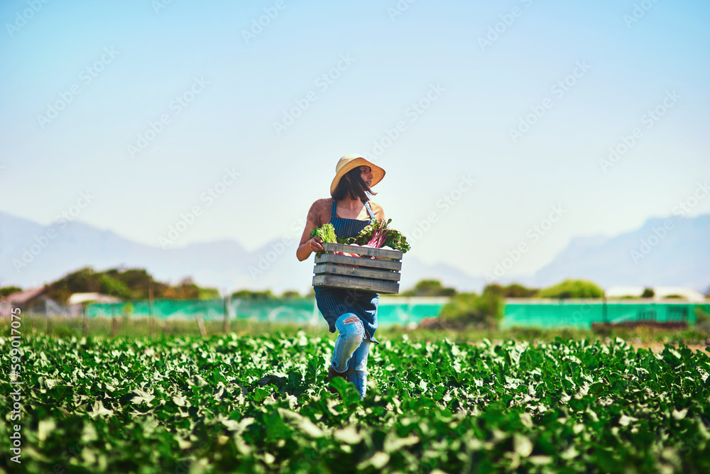 Fresh from our fields, straight to the market store. Full length shot of a young female farmer walking and carrying a crate of freshly picked vegetables at her farm.