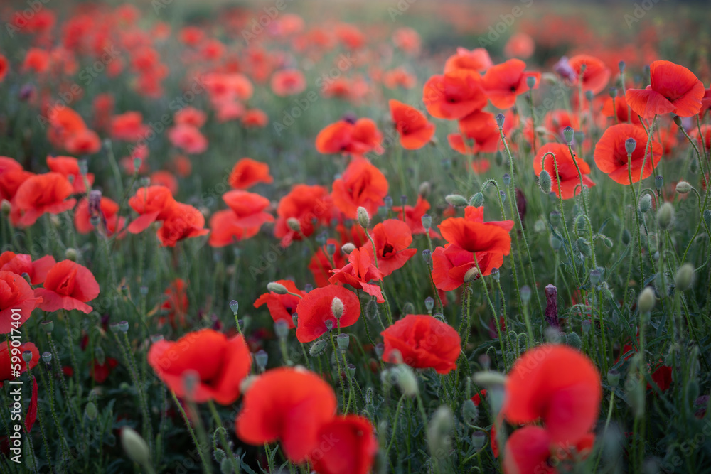 Fototapeta premium Red blooming poppies