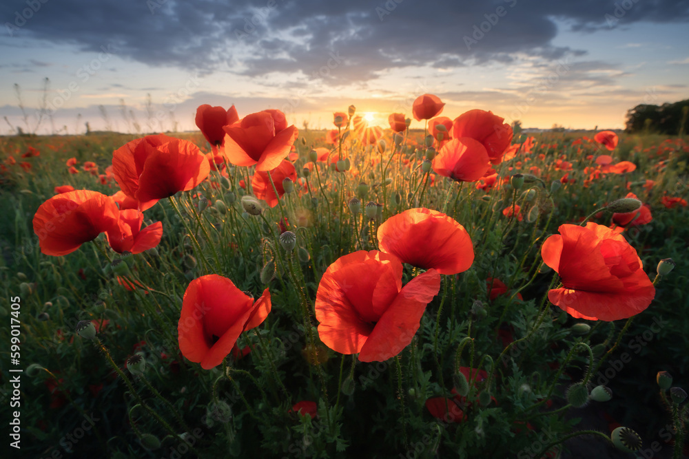 Naklejka premium Red blooming poppies