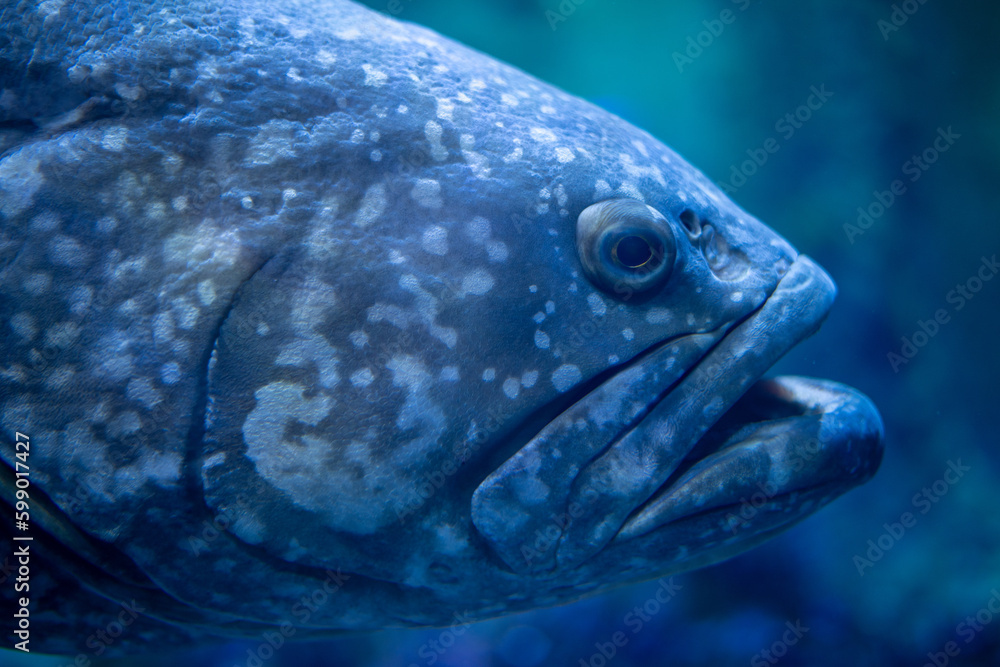 Blue aquarium fish Blue aquarium fish