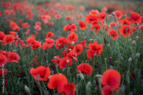 Red blooming poppies