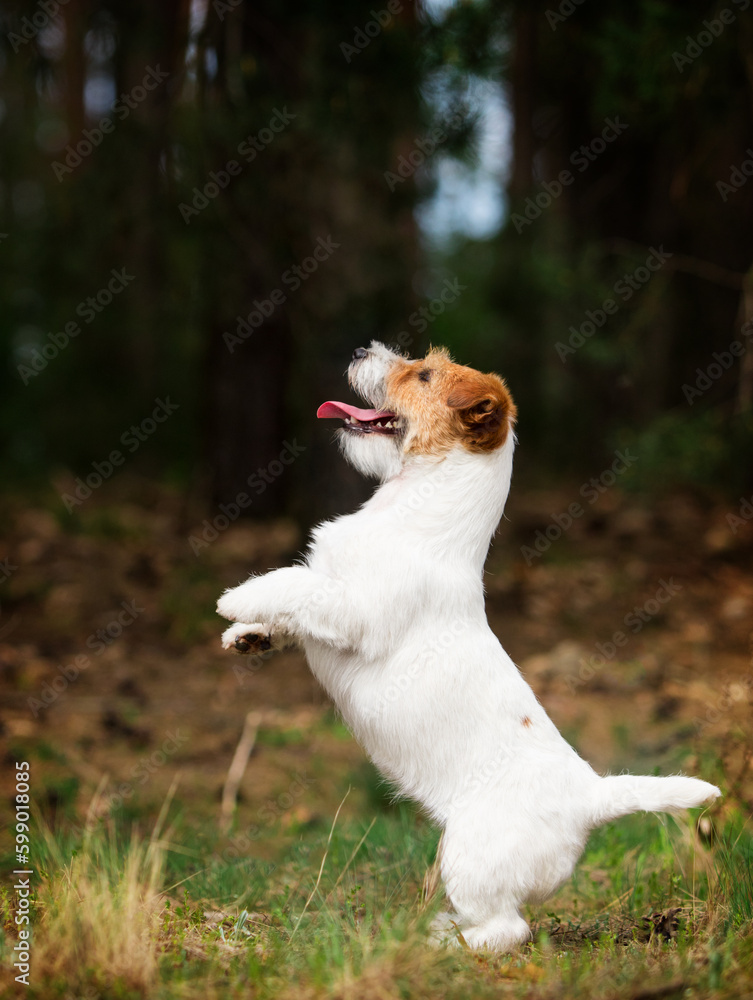 dog stands on its hind legs in the forest, jack russell