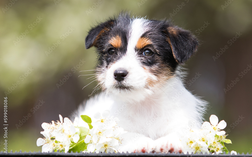 jack russell puppy in spring flowers bloom