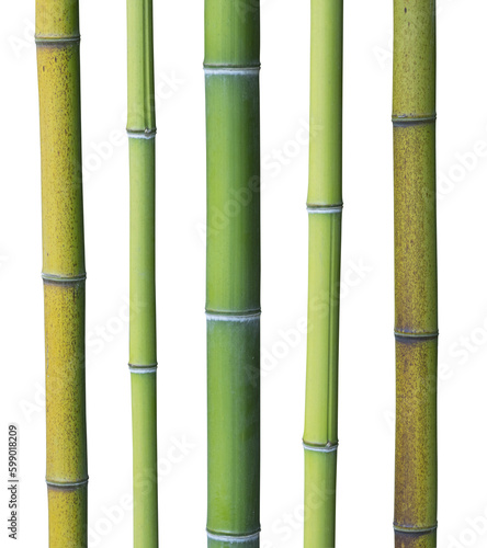 Cannes de bambous de différentes couleurs