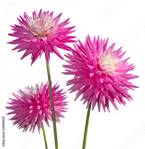 Fleurs de Dahlia cactus rose 