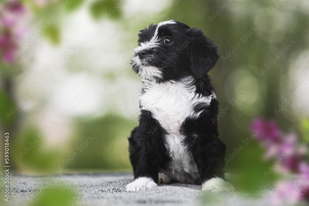 Tibetan terrier puppy sitting. 8 week old Tibetan terrier puppy portrait on a nature background. Selective focus, copy space Tibetan terrier puppy sitting. 8 week old Tibetan terrier puppy portrait on a nature background. Selective focus, copy space