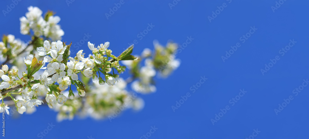 Branches of blossoming Cherry macro with soft focus. Spring greeting cards. Springtime. Bloom over blue sky. Morning in the cherry orchard. Spring background. Blossoming Cherry tree garden. Copy space Branches of blossoming Cherry macro with soft focus. Spring greeting cards. Springtime. Bloom over blue sky. Morning in the cherry orchard. Spring background. Blossoming Cherry tree garden. Copy space