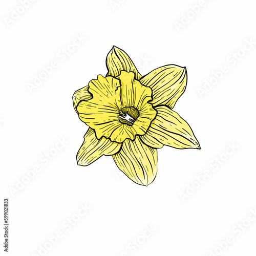 Hand drawing narcissus. Mother's day. Botanical line drawing