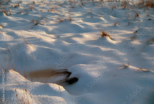 Snow and herbs abstract - Newburgh - Scotland photo