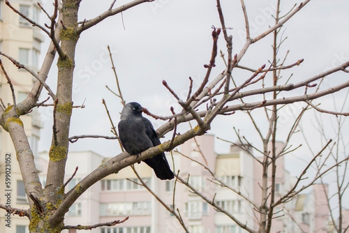 Gray jackdaw bird sitting on a tree branch in the morning