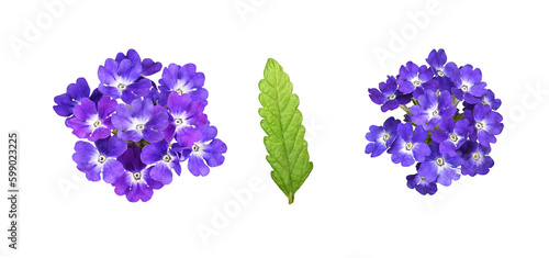 Set of purple verbena flowers and leaf isolated on white or transparent background