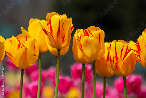 Closeup of beautiful  colorful  vibrant tulips in springtime 