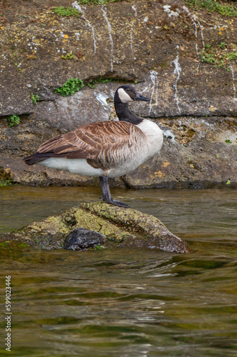 Oca canadese photo