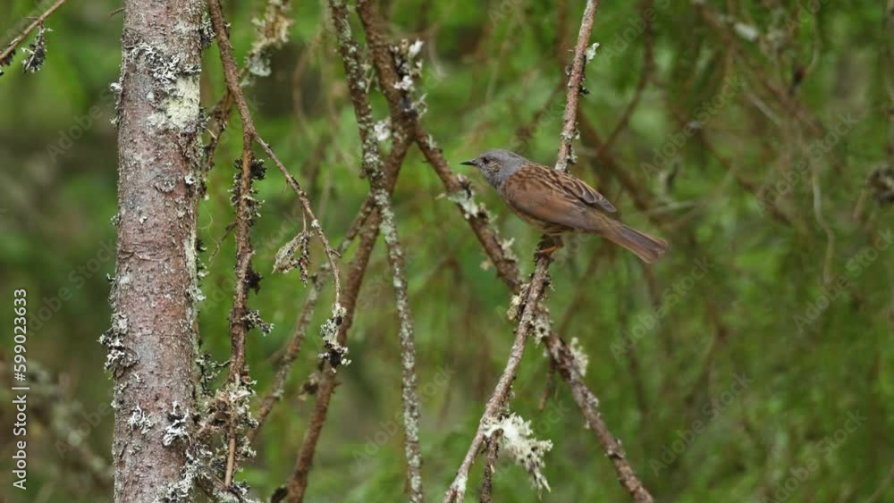 Small songbird Dunnock singing and leaving after a while in a springtime boreal forest in Estonia, Northern Europe