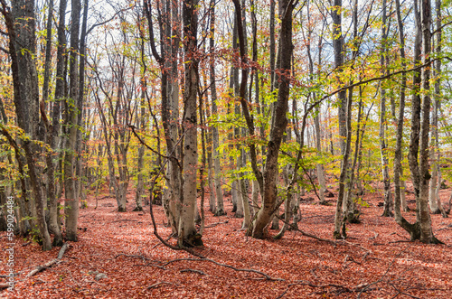 trees in autumn forest