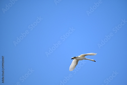  Swan Cygnus olor flying high in spring time