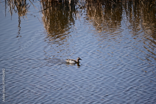 Mallard floating on water among reeds