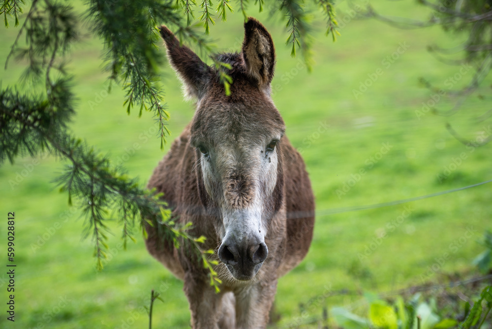View of a donkey surrounded by trees