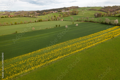 Aerial view of a rapeseed field in the countryside amongst others fields and forests.