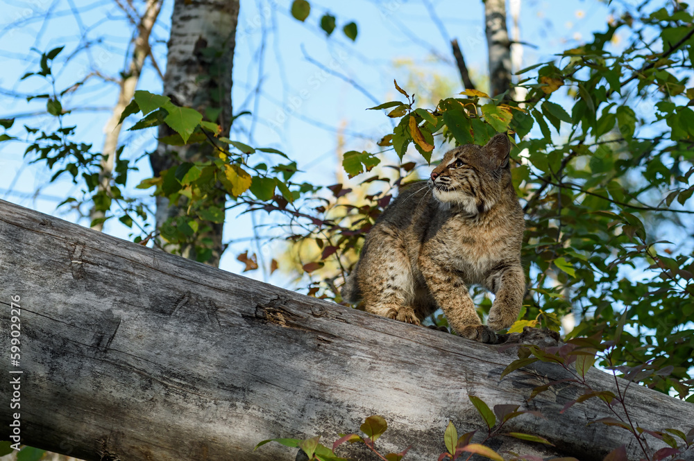 Bobcat (Lynx rufus) Turns Left Atop Log Looking Up Autumn