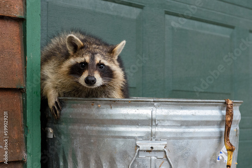 Raccoon (Procyon lotor) Looks Out of Trash Can Banana Peel Hanging